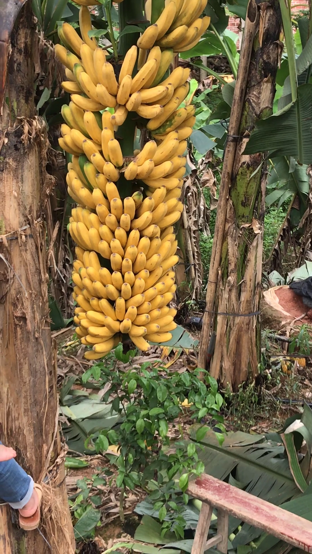 带上全民去旅行#中蕉九号香蕉王产量非常的高单株产量高达150-200斤