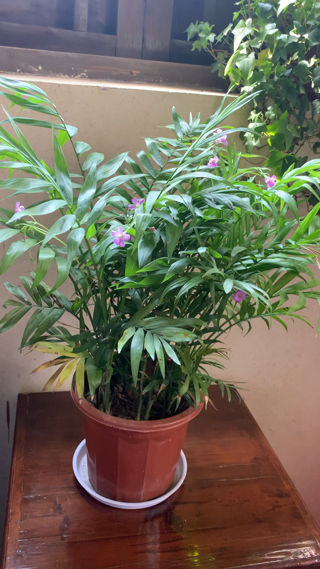 凤尾竹也终于开花啦!