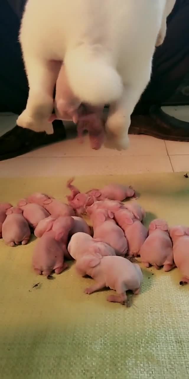 世界之大无奇不有,兔子下崽竟是这样,这下我可是长知识了!