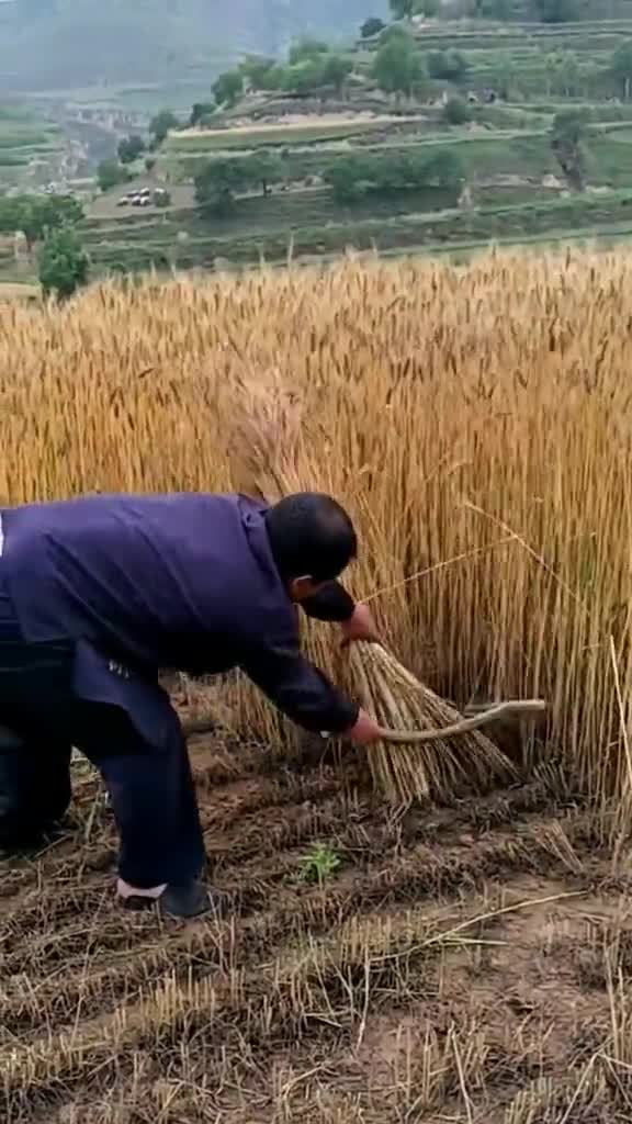 收获的季节