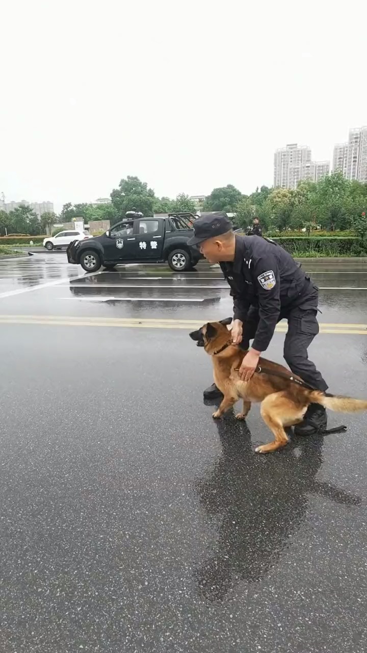 警犬电影黑虎图片