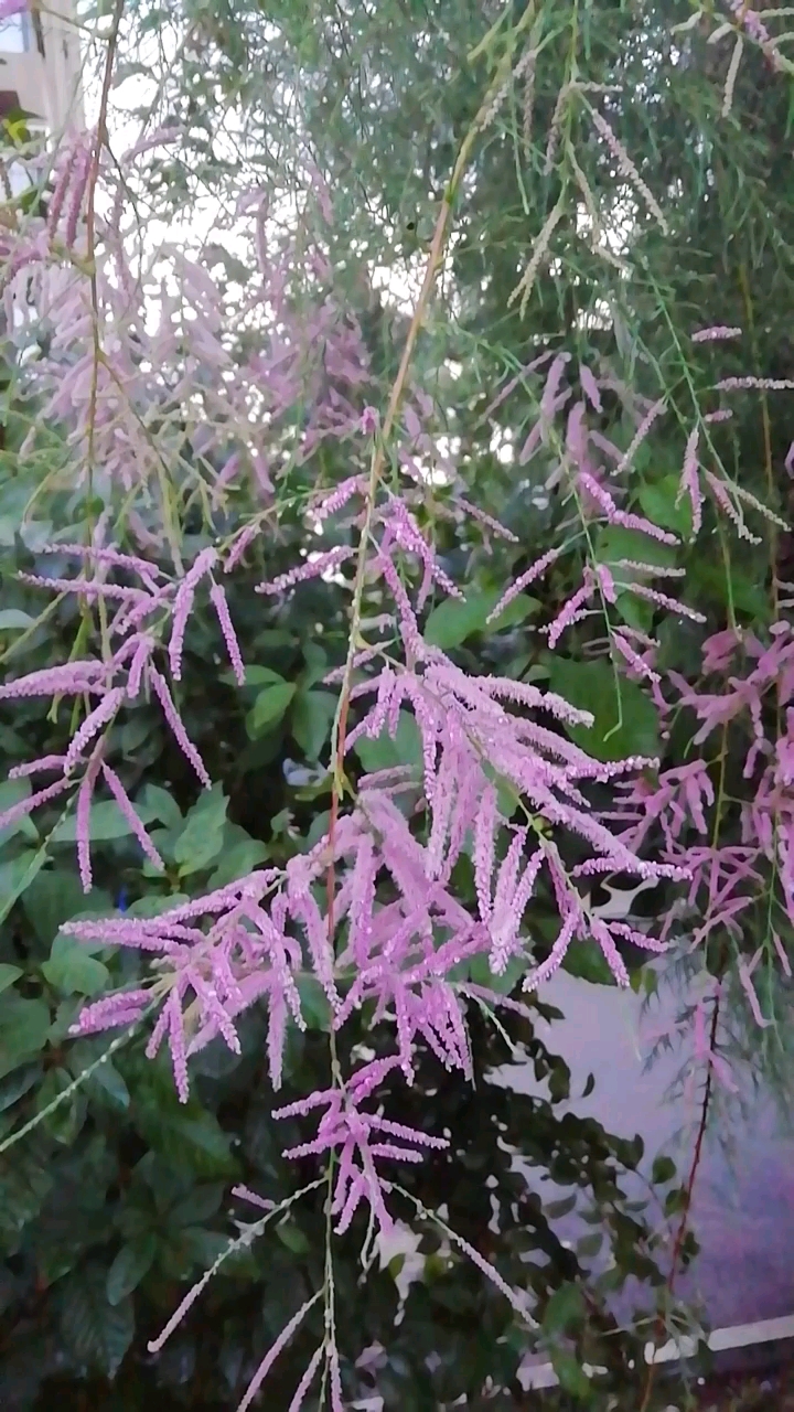 一口吃掉牛尾巴,(猜一字)