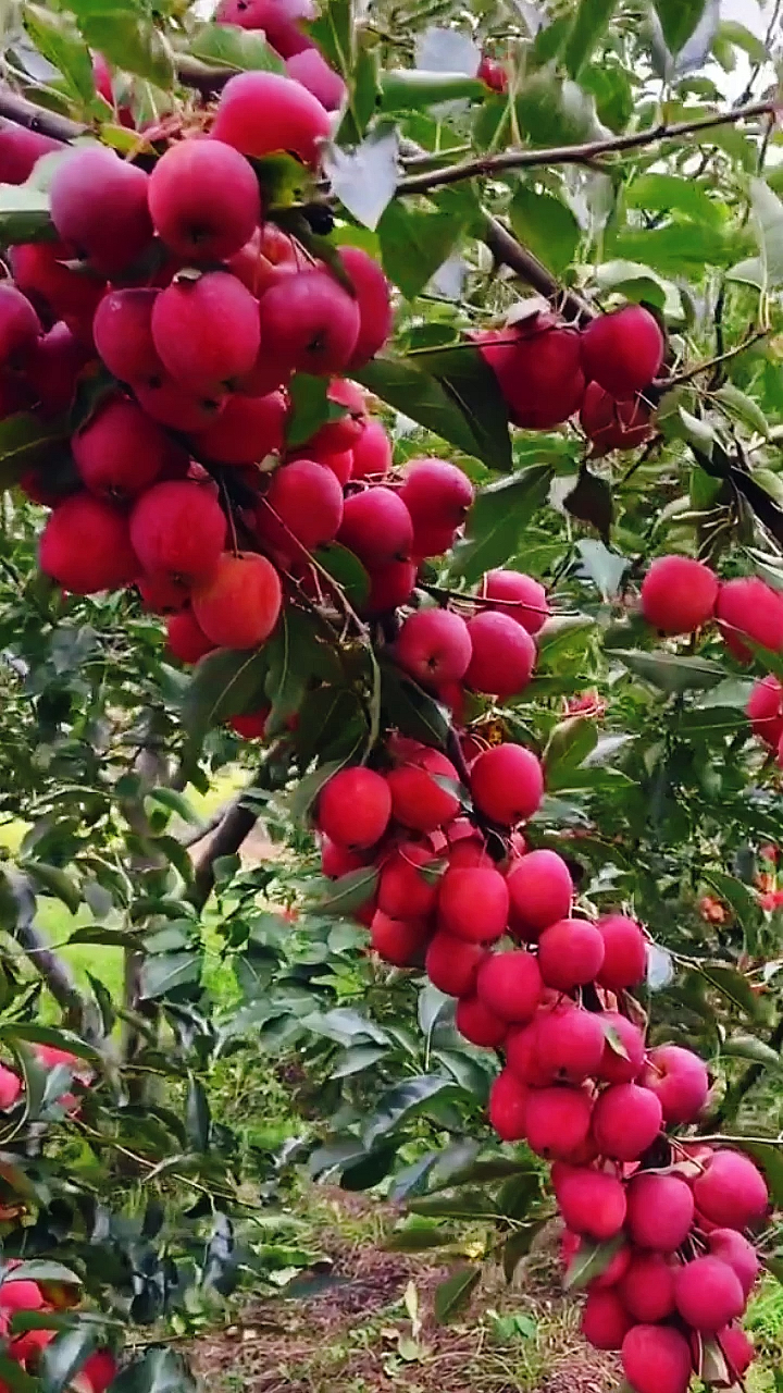 鸡心果小树结果状