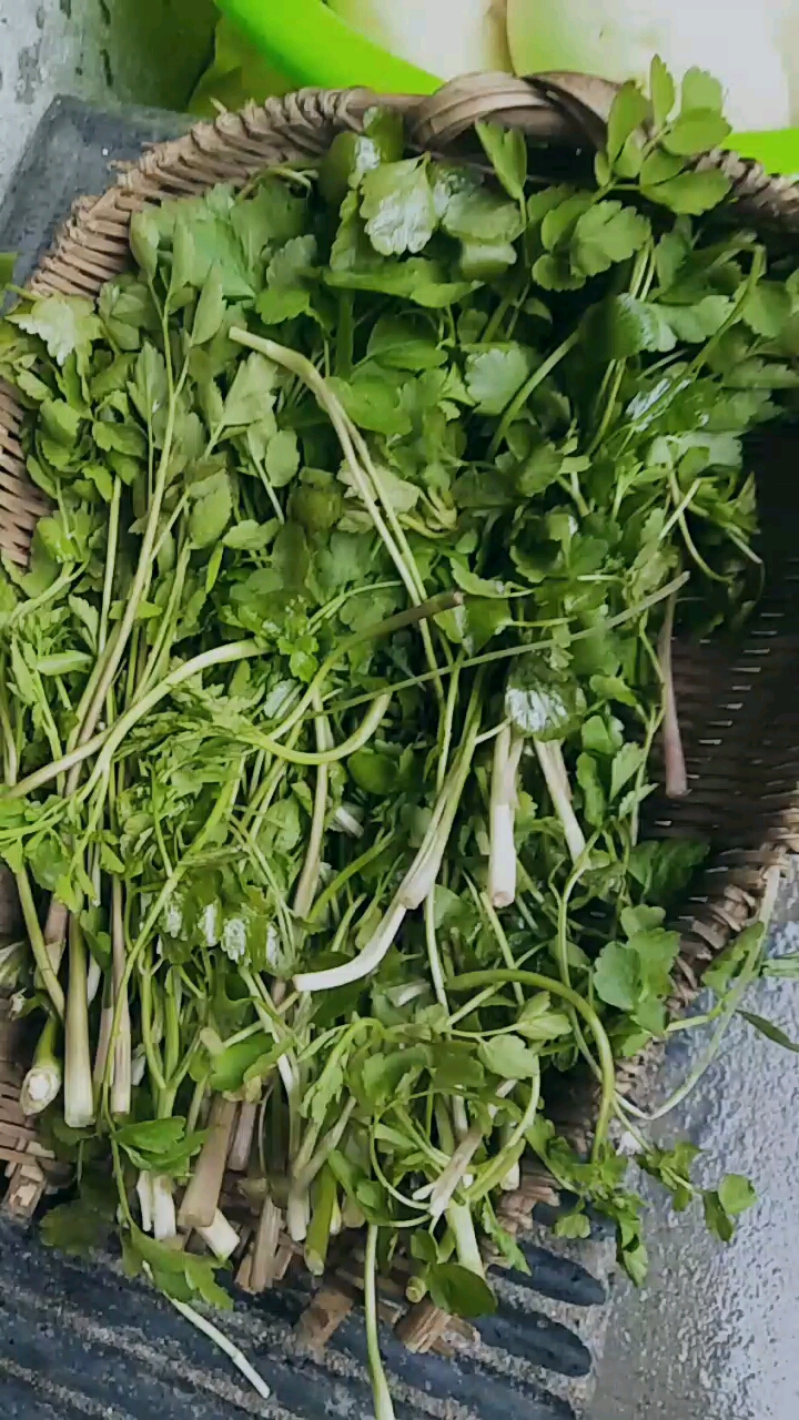 乡村生活#山上采的野生芹菜