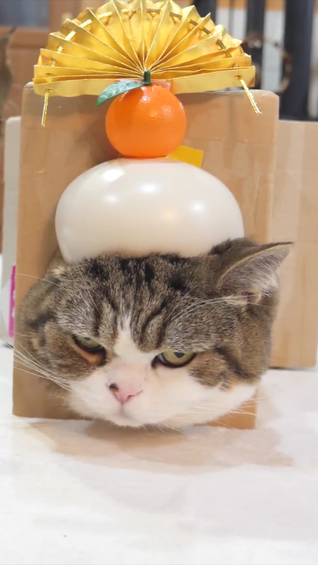 搞笑小猫#弄个纸盒回去试试