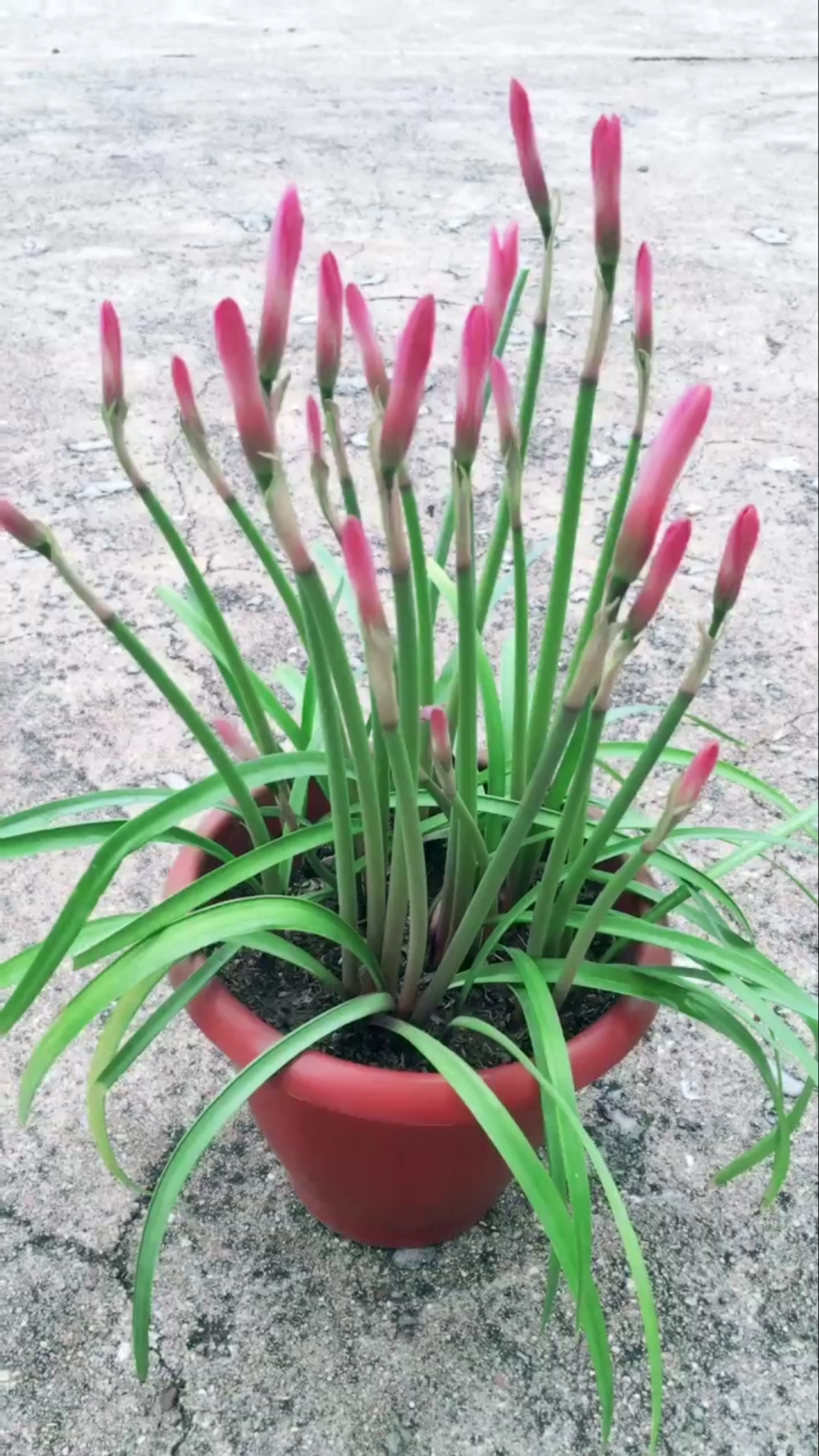 韭菜莲清新漂亮!开花不断!