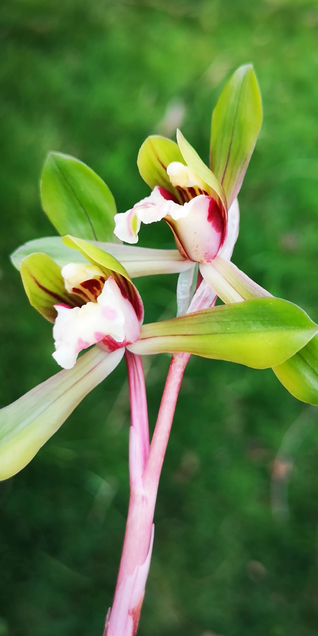 兰花#春兰双花还挺漂亮