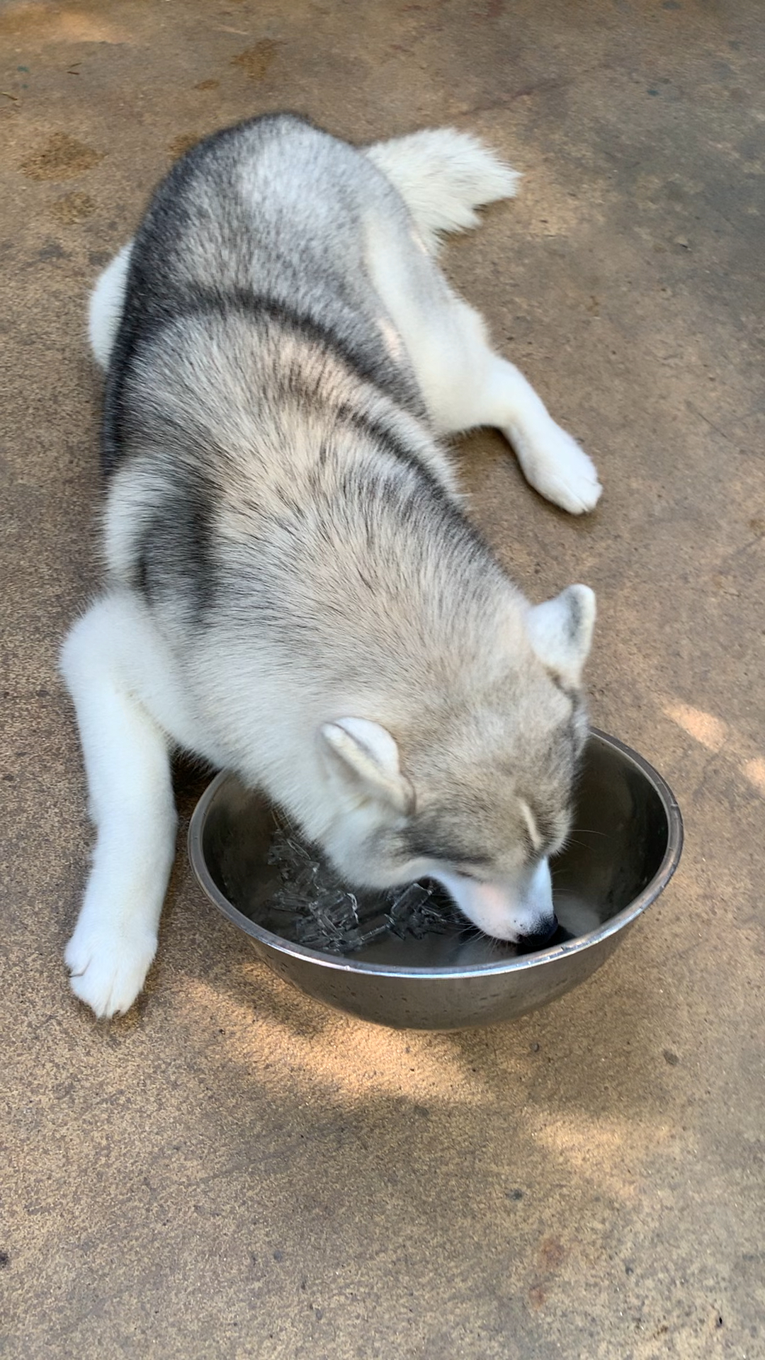 带上全民去旅行#曼谷哈士奇餐厅 库存