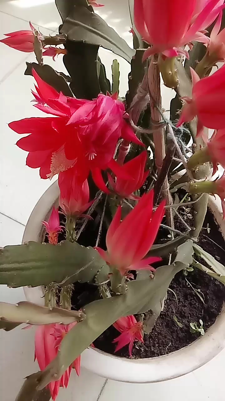 仙人剑花的养殖方法