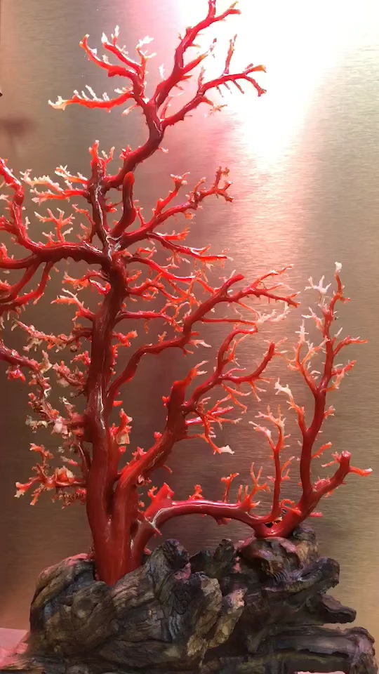 收藏价值极高的日本海域的阿卡珊瑚形状优美 357g.