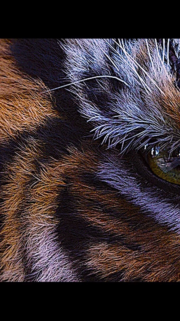 智异山虎王山君的复仇之路