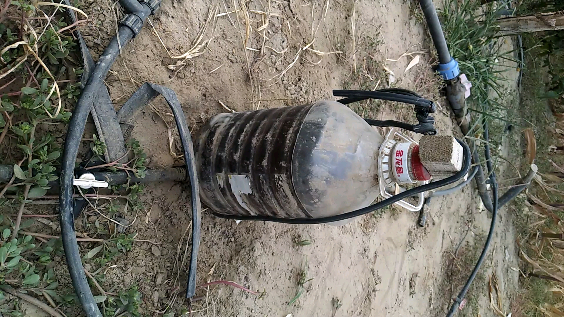 带上全民去旅行#自制微型滴灌施肥器