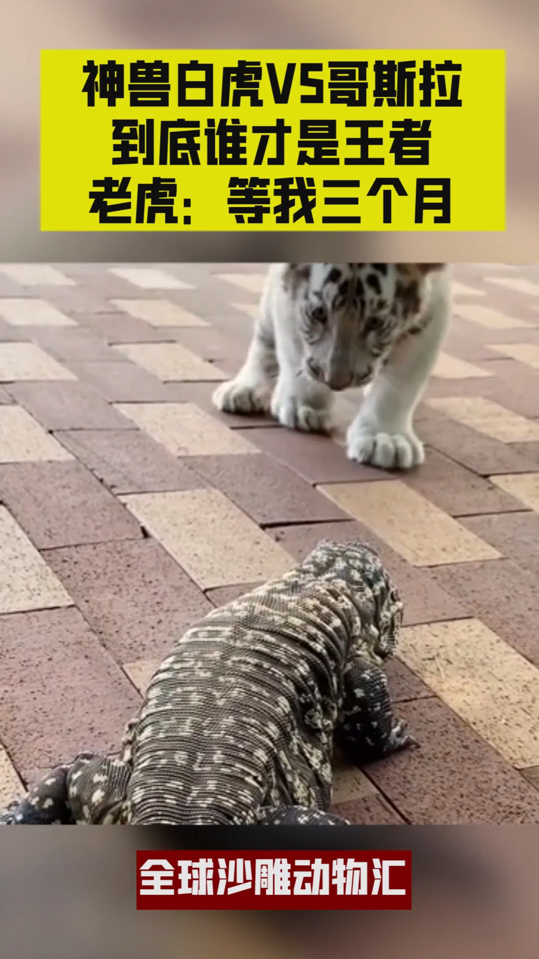 神兽白虎vs哥斯拉,到底谁才是王者,老虎:等我三个月!