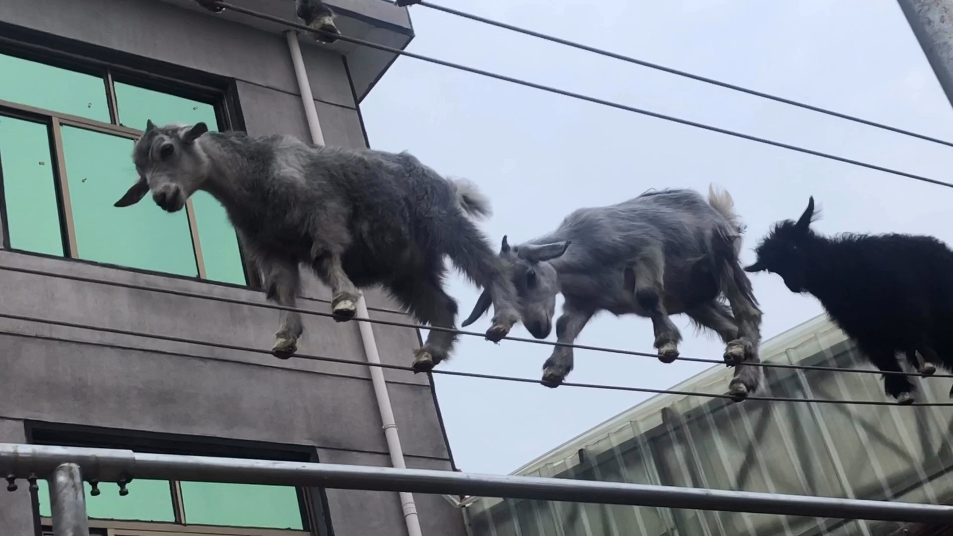 乡村生活#太神奇了!小山羊会走钢丝了,大家快来数数是几只