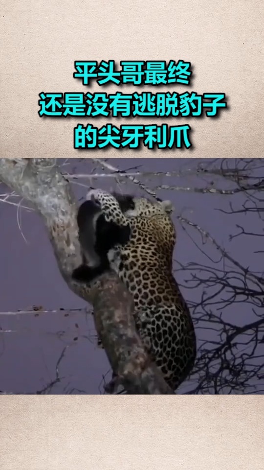 我要上热门#平头哥最终,还是没有逃脱豹子的尖牙利爪