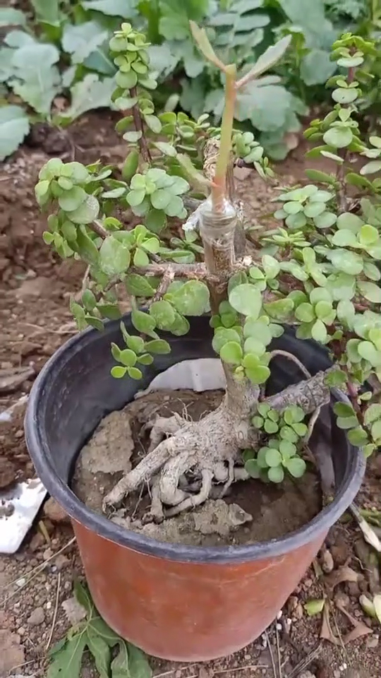 优秀如我#用金枝玉叶嫁接长寿花,长出来的漂亮好看