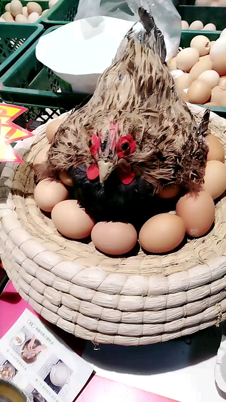 我的小鸡下蛋蛋了!