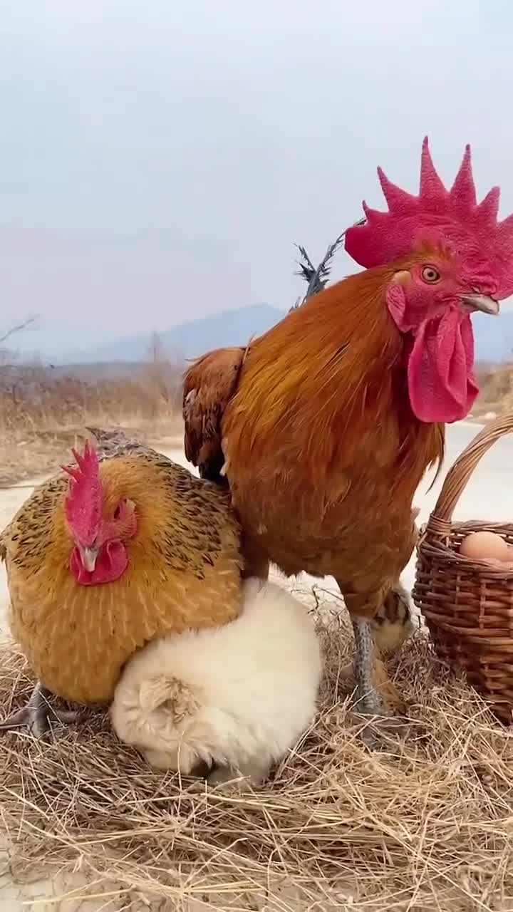 温馨画面,鸡犬和睦相处