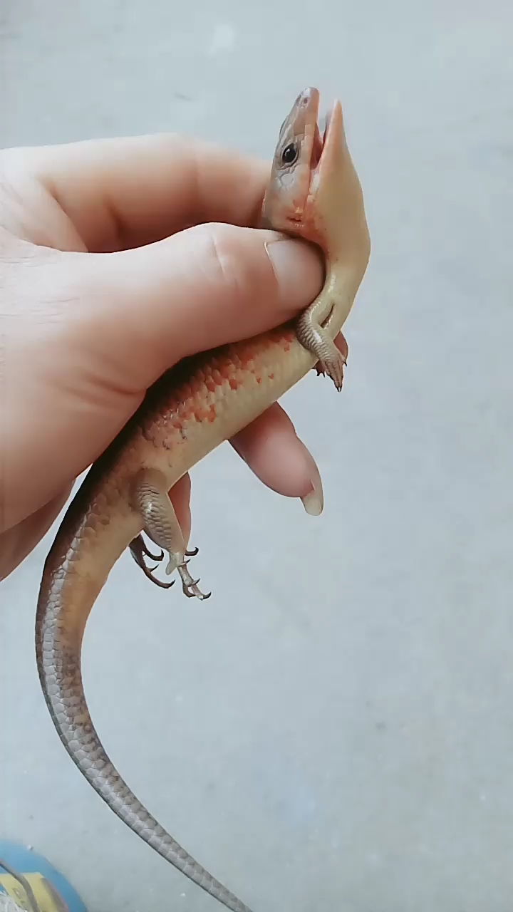 这个是四脚龙吗?