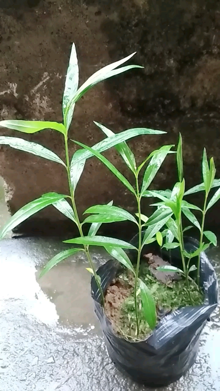 柳叶白前的功效:泻肺降气,下痰止嗽.阴虚火旺,肺肾气虚咳嗽者慎服