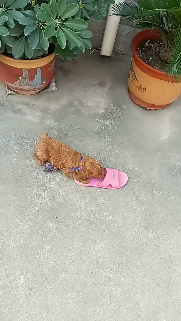 就喜欢玩拖鞋