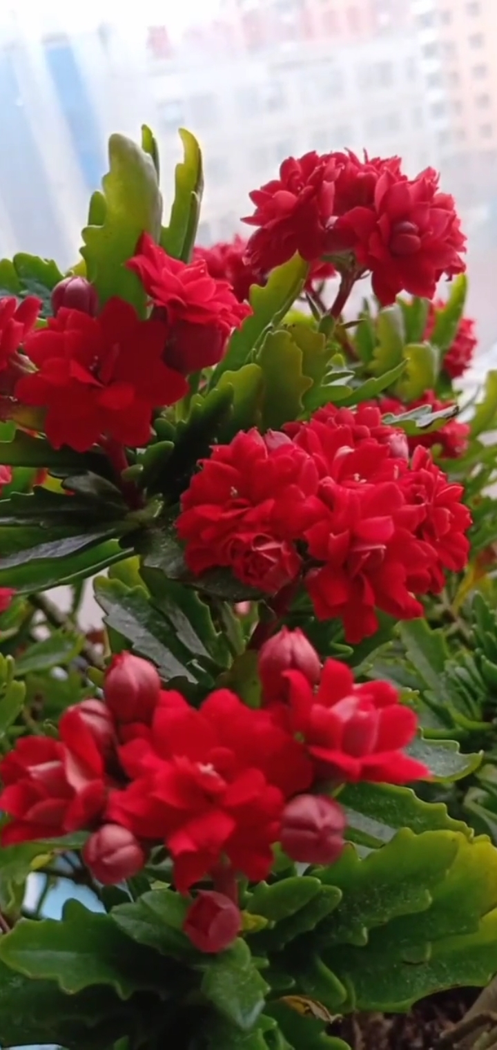 四季常开的鹿角长寿花