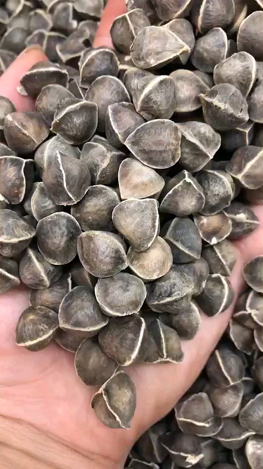 非洲野生辣木籽,三高,免疫力,解酒,养干