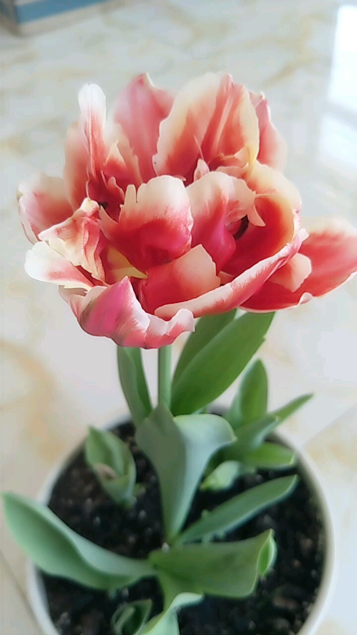 爱的魔力转圈圈#美哒哒