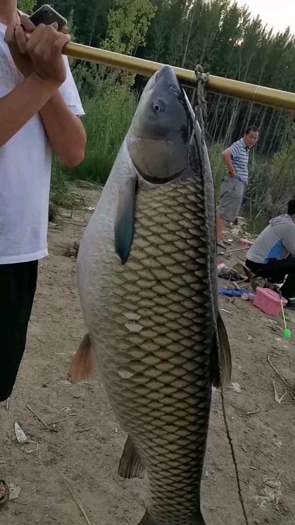 钓手杆的大哥拉了半个小时,才把这么大的草鱼弄上岸!目测接近30斤!