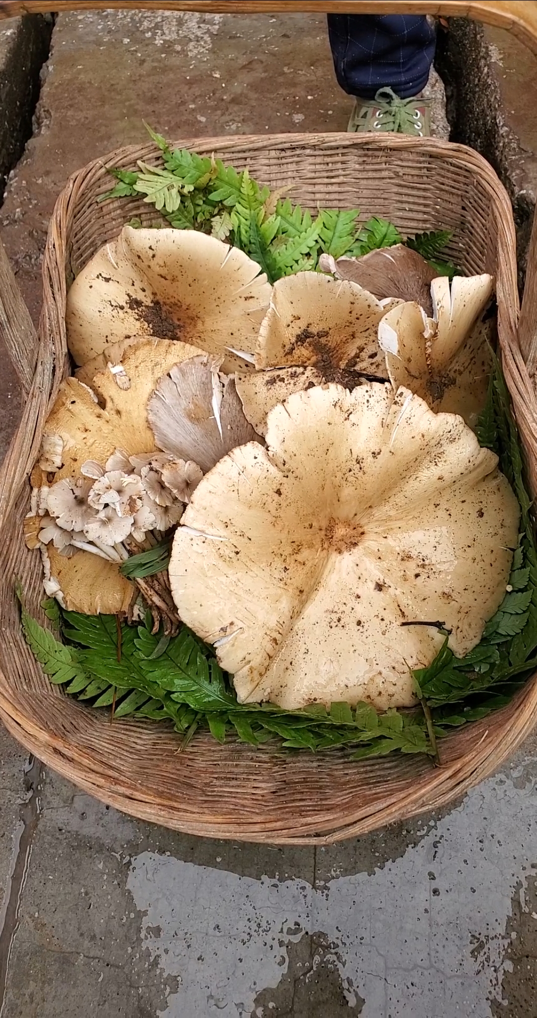 美食记#超级大的黄皮鸡枞