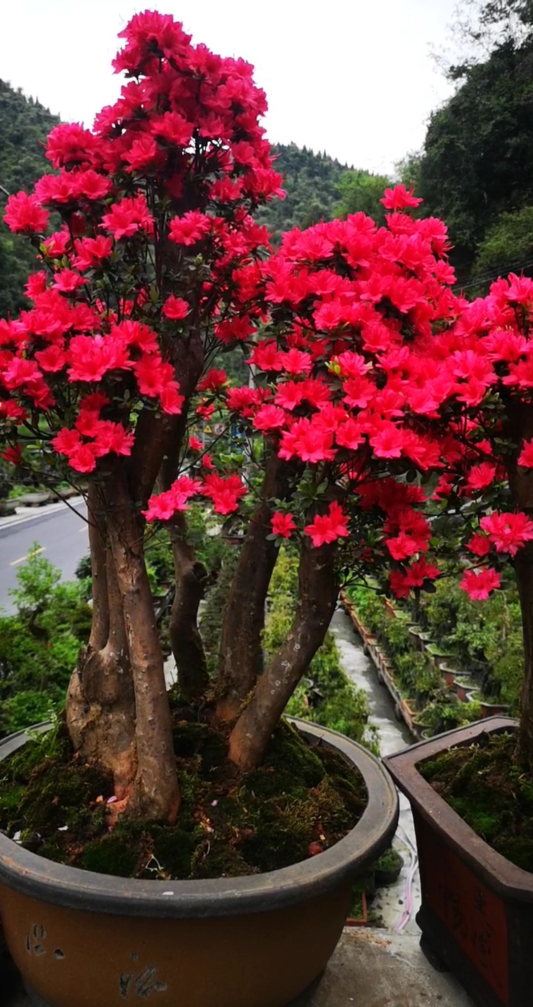 万紫千红杜鹃花开
