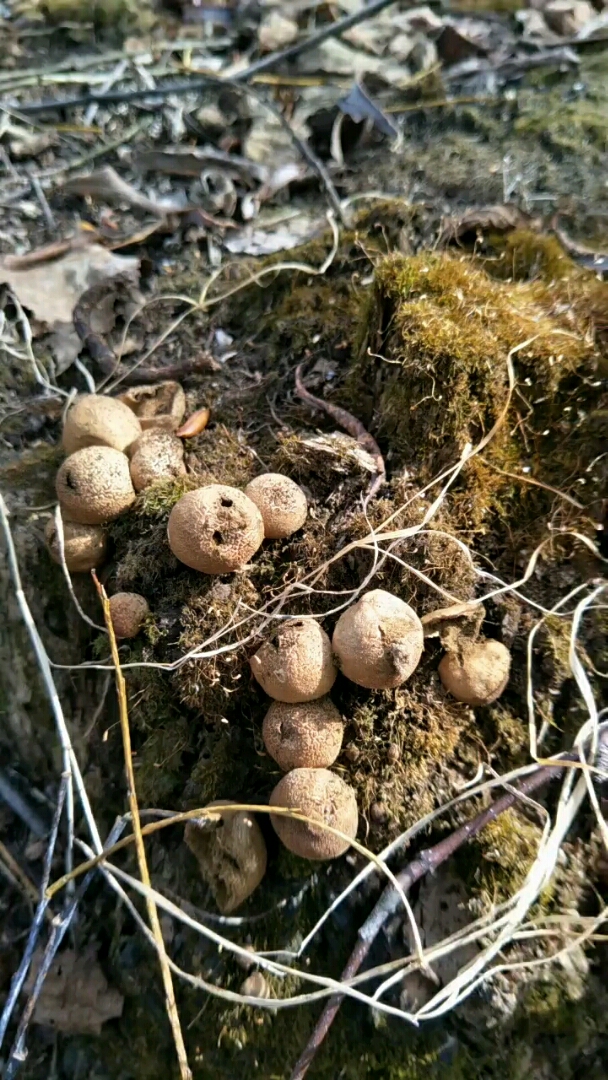 马粪包,止血神器.