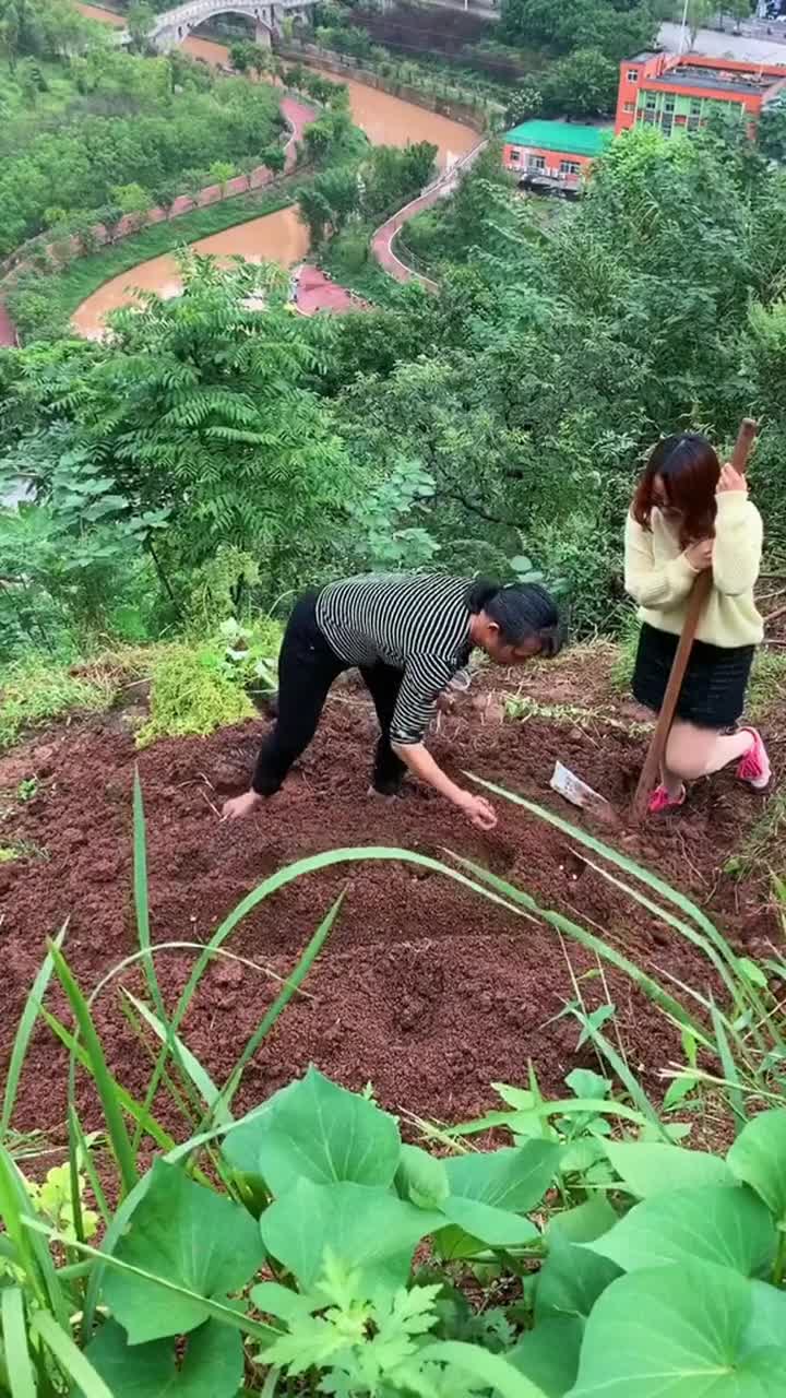 老妈种地有诀窍,又学会一招!