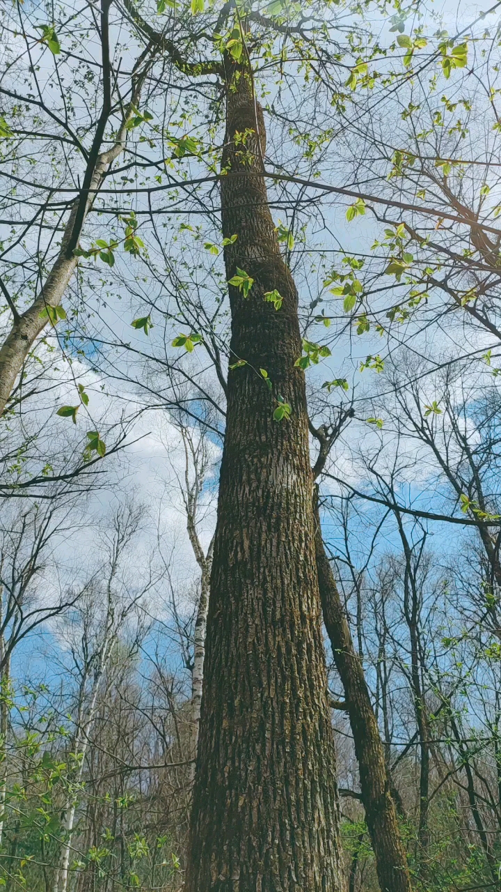 东北的山东北的水东北的树