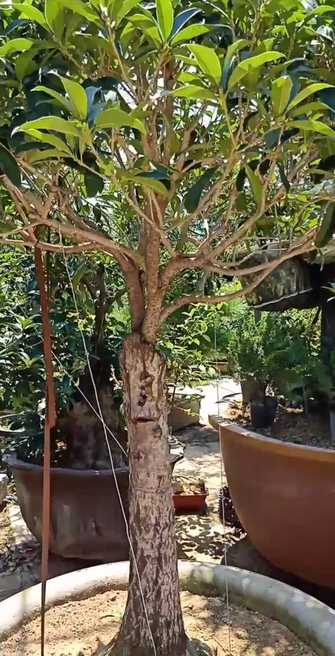 最潮劳动者#靠接桂花技术以成活