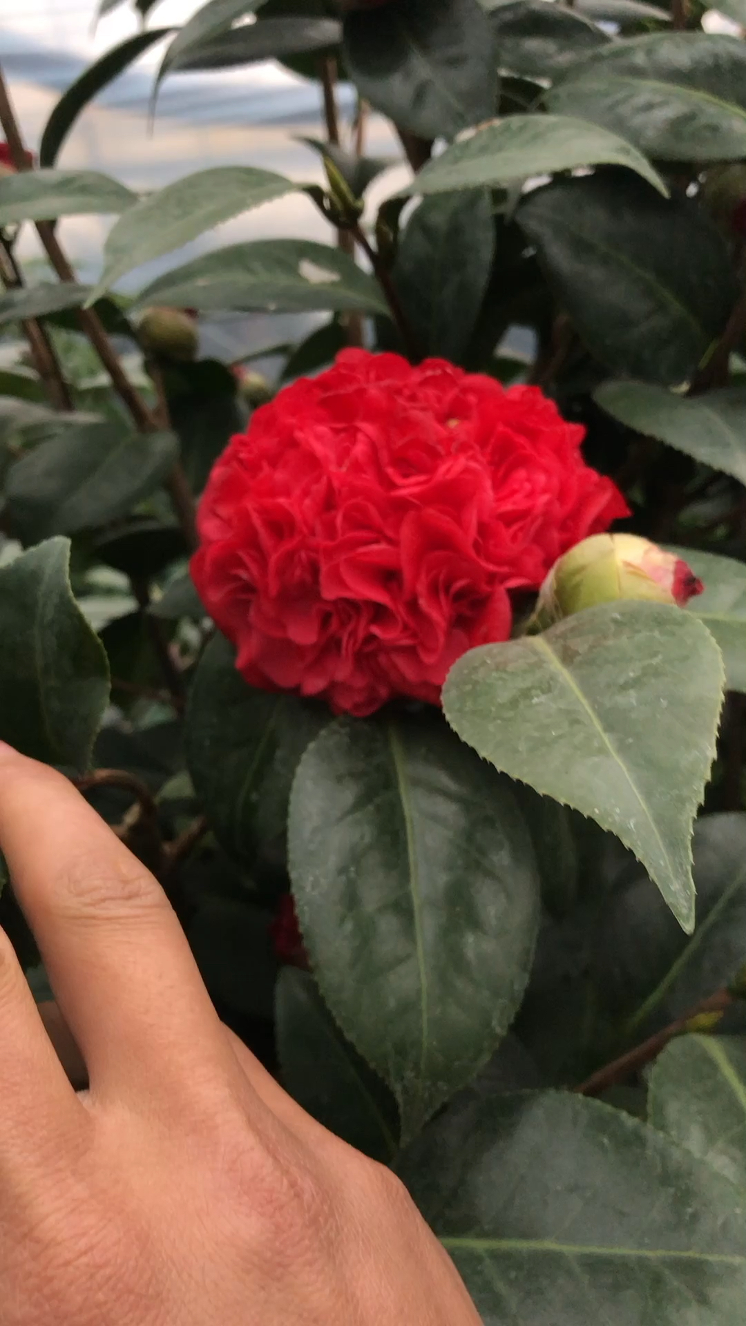 红绣球茶花 茶花品种最漂亮的和古代结婚的绣球一样 见过吗