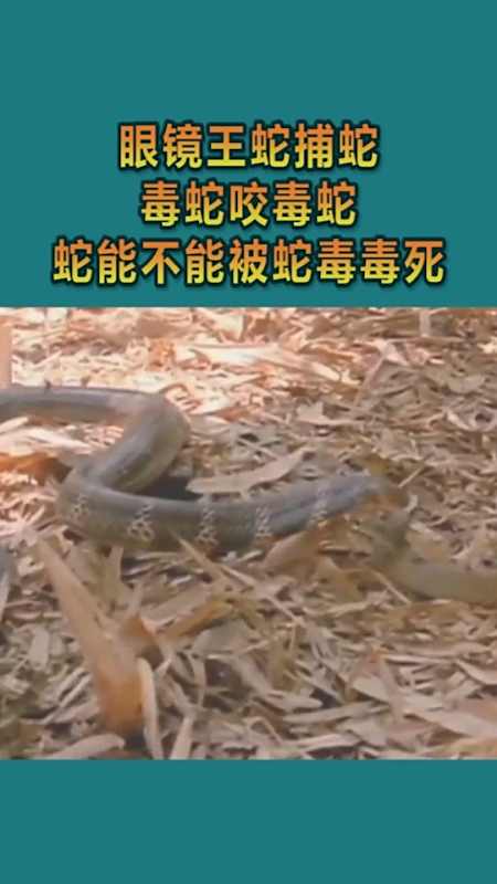 我要上热门#眼镜王蛇捕蛇,毒蛇咬毒蛇,蛇能不能被蛇毒毒死