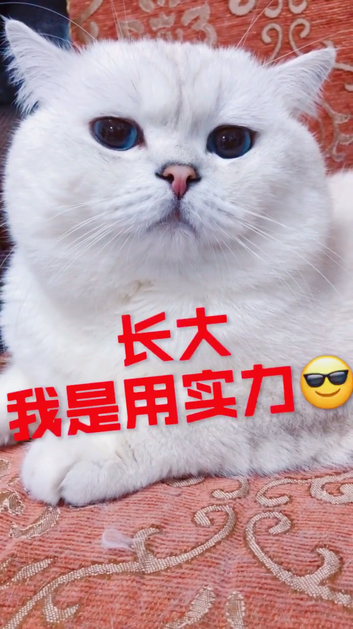 我家萌宠成精了#这就是实力,哈哈!