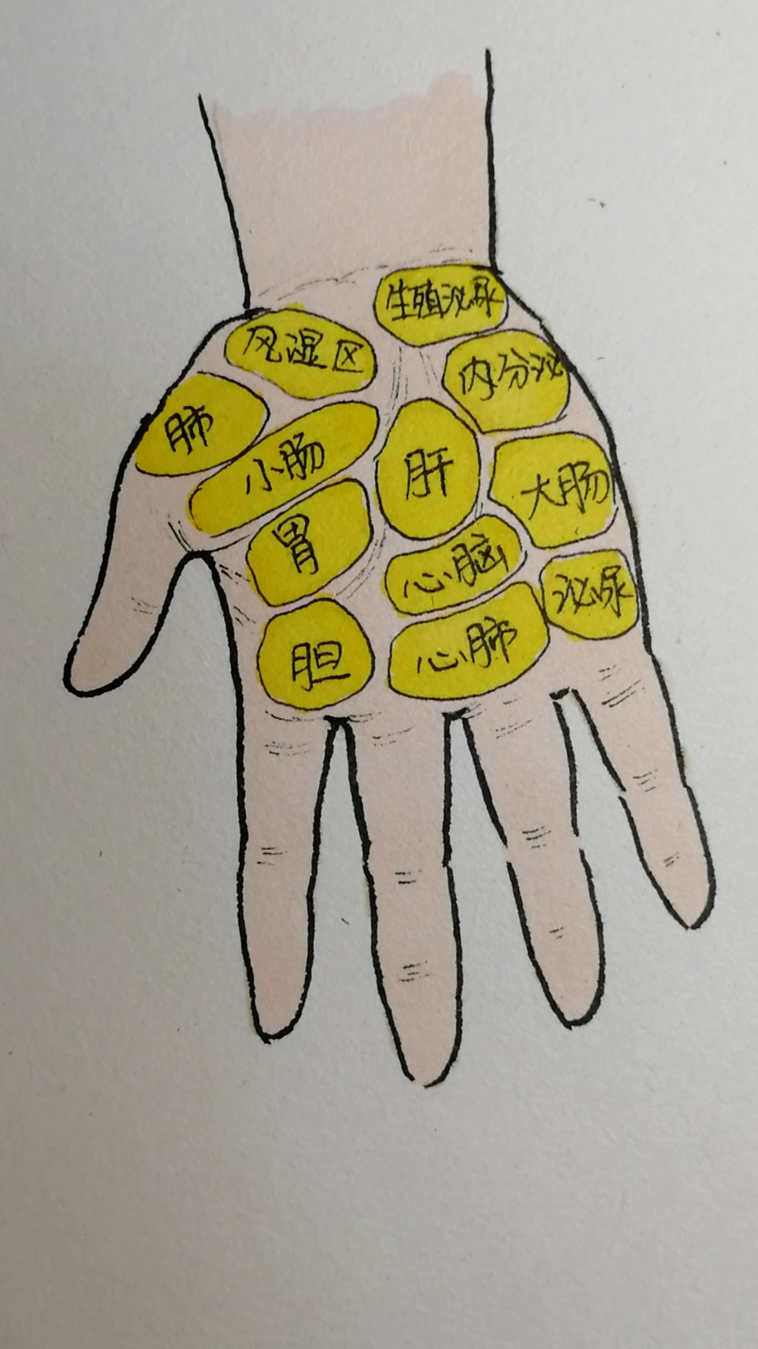 手掌的反射区,很实用.有时间可以总手指按压一下