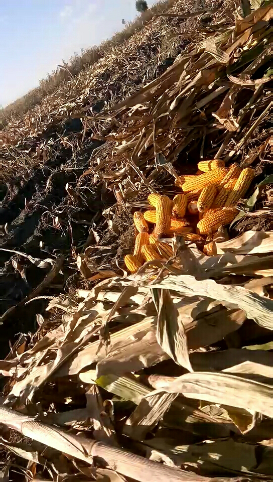 农民苦农民累起大早贪着黑挣钱真不容易啊