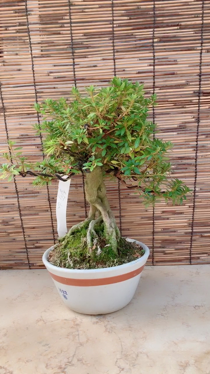 千奇百怪盆景桩#日本杜鹃珍山