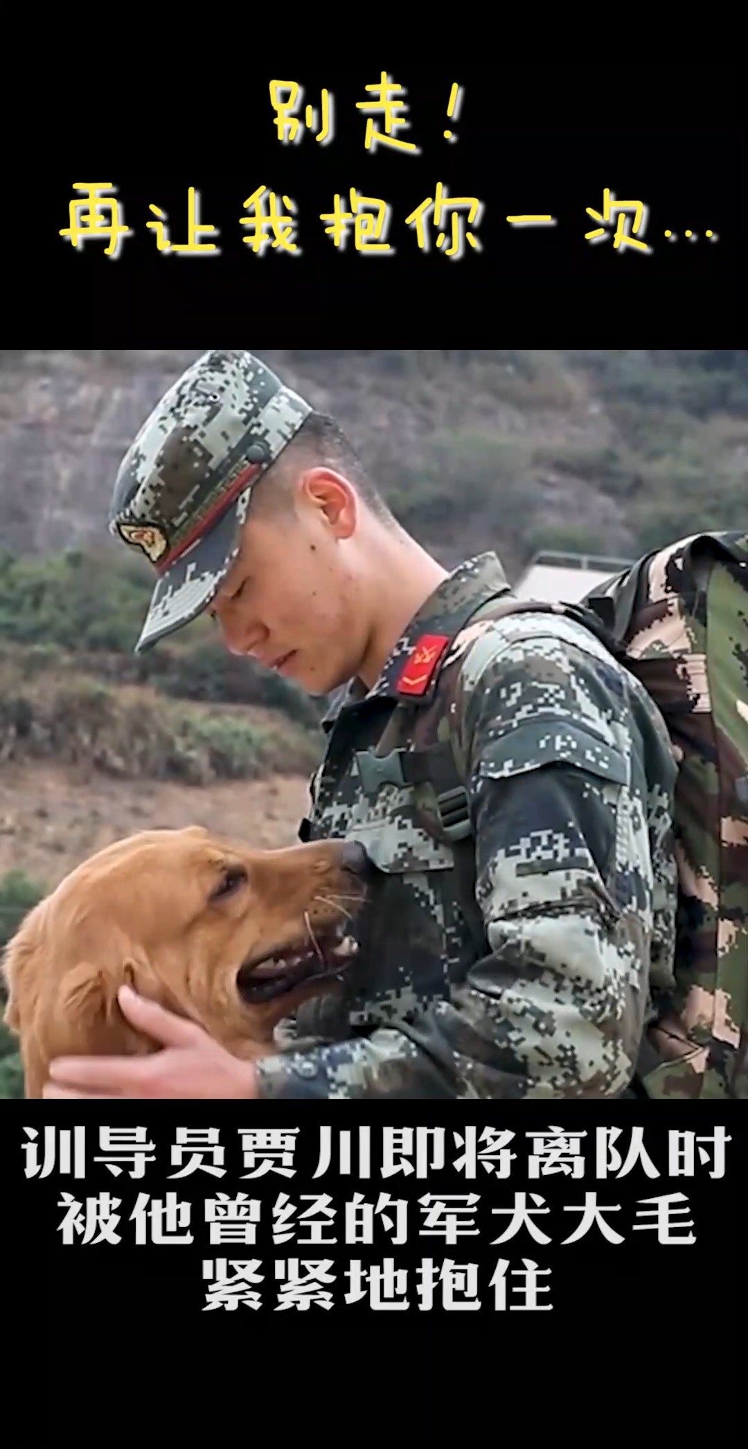 军犬紧抱训导员 用自己的方式惜别战友
