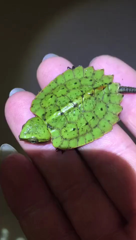 千年一见的绿龟,天生就是这个色