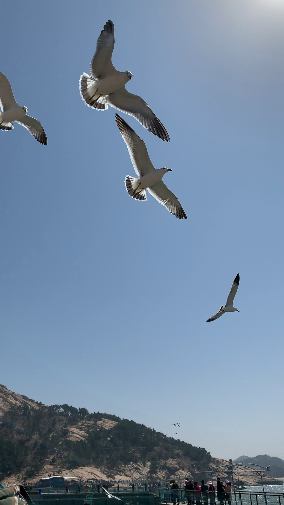 海鸥飞翔蓝天碧海
