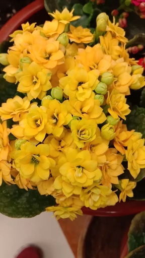 遇见好风景#橙色的长寿花分外妖娆!