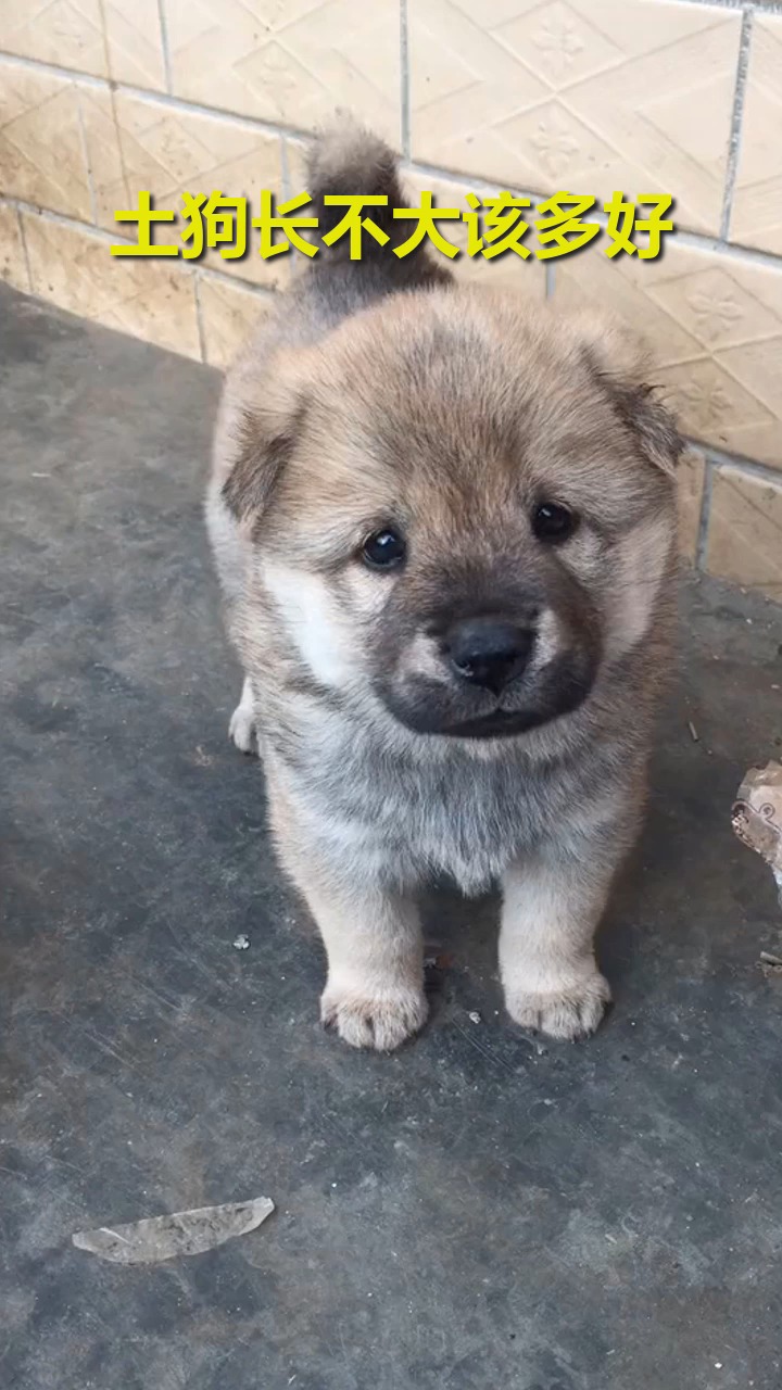 搞笑土狗图片大全图片