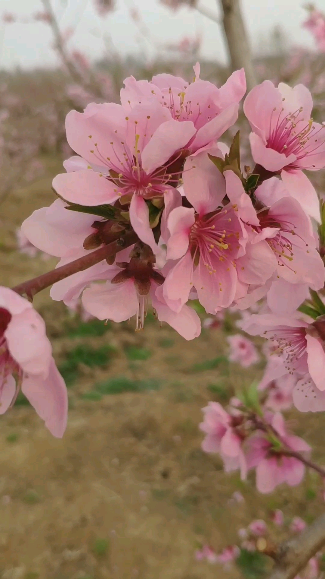 走!去兜风#一抹桃花香