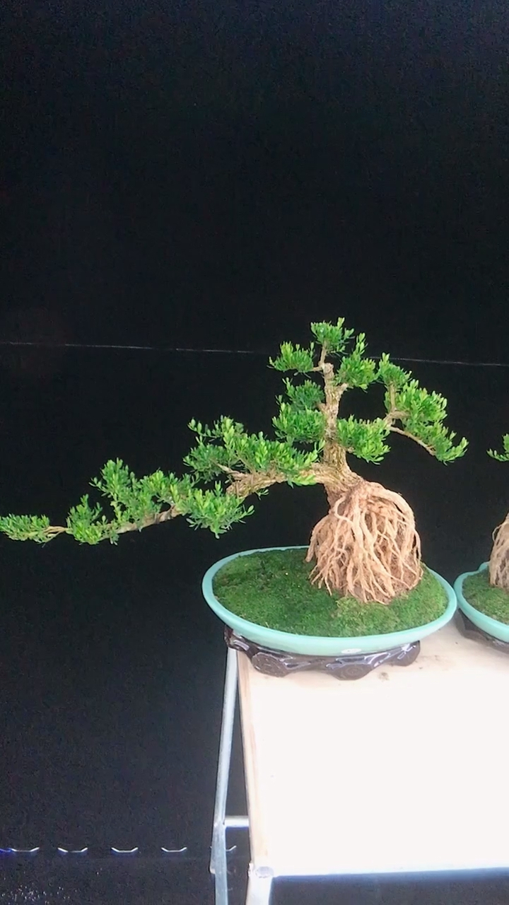 精品提根雀舌黄杨