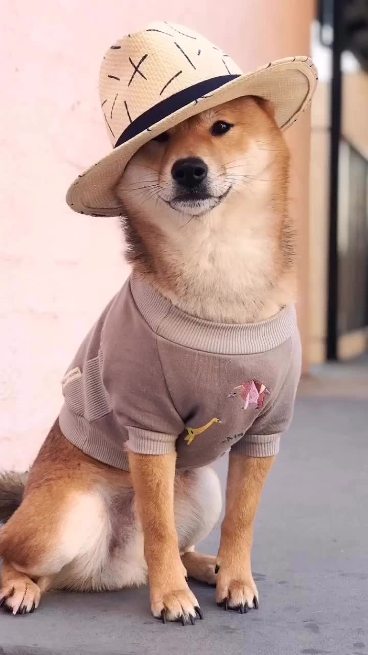 做一个帅气的单身#萌宠#柴犬343