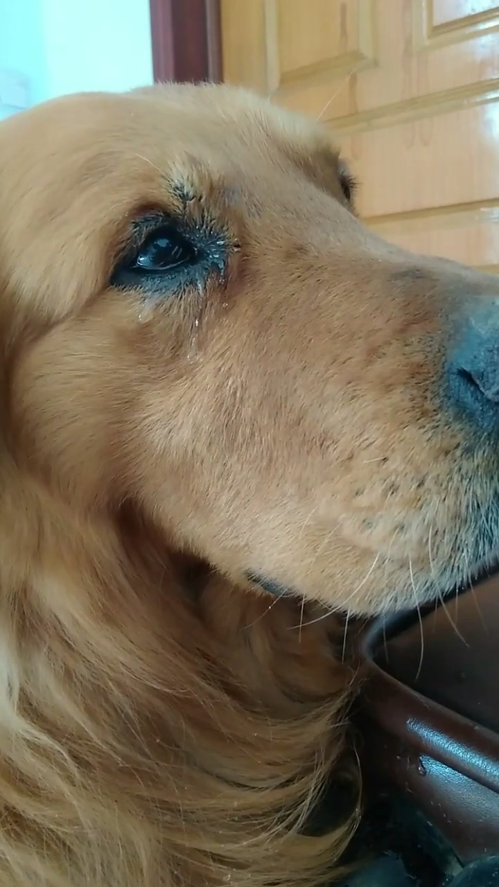 我家萌宠成精了#金毛哭了